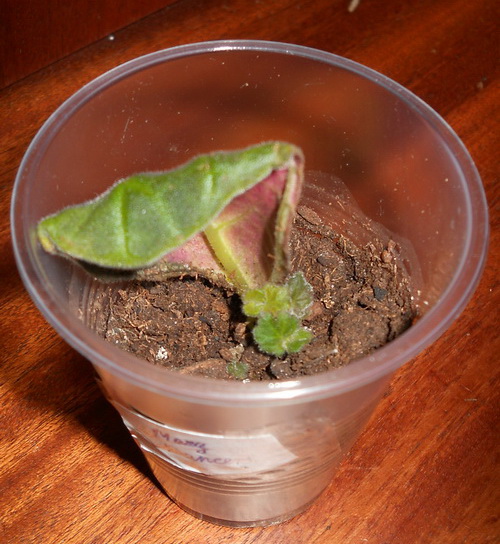 DSCN3900.JPG