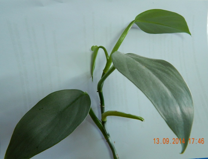 DSCN2902.JPG