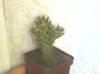 IMG0246A.jpg