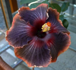 Black_Rainbow-300x277.jpg