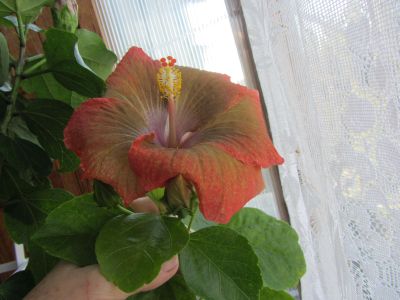IMG_3324.jpg