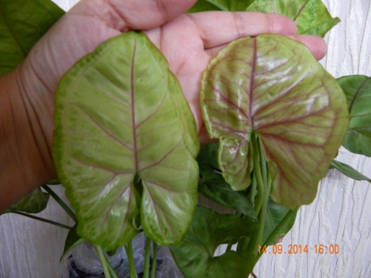 DSCN2904.JPG