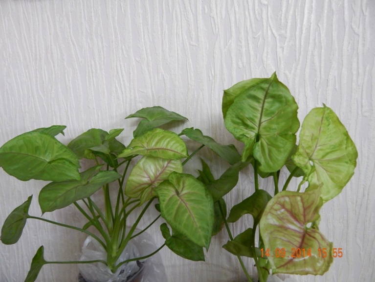 DSCN2903.JPG