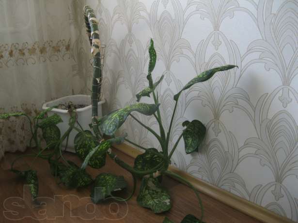 150062715_1_644x461_diffenbahiya-s-vazonom-kiev.jpg