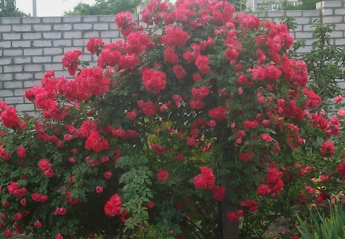 100_1892.jpg