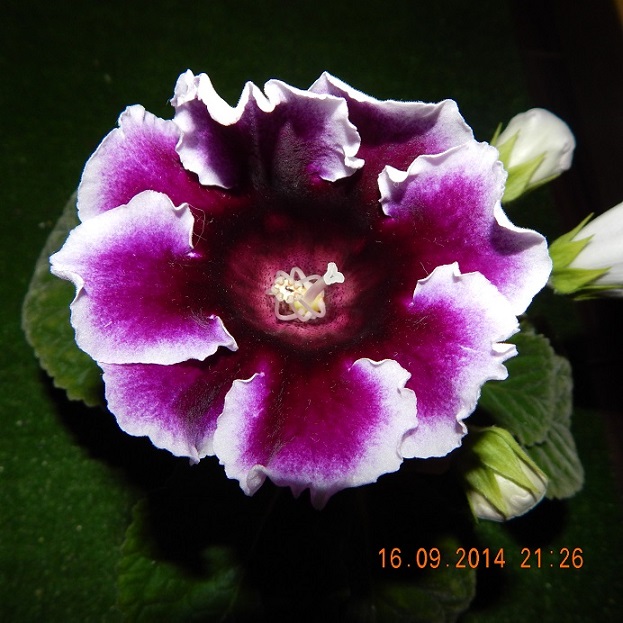 DSCN0767.JPG