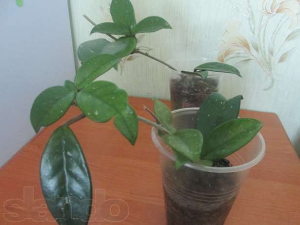128849091_1_644x461_rasprodazha-cherenkov-hoyi-karnoza-nikolaev_rev001.jpg