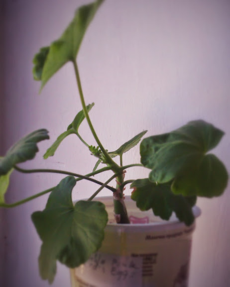 IMAG0963.jpg