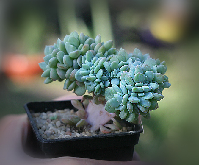 echeveriya_glauka_cristata_small.jpg