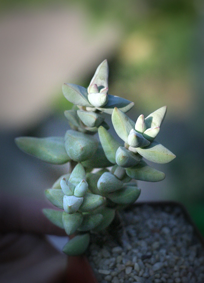 crassula_grisea_Bakery_small.jpg