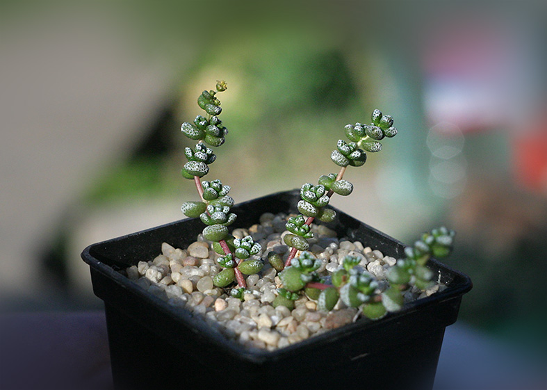 crassula_corallina_c dasyphylla_small.jpg