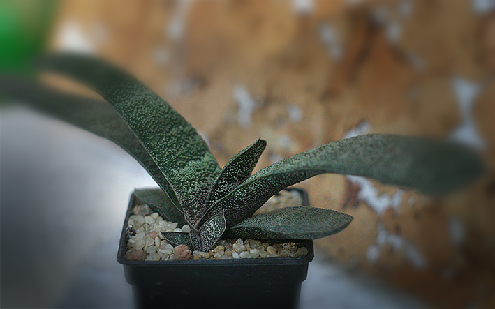 Gasteriya_batesiana_s_Hammer_small.jpg