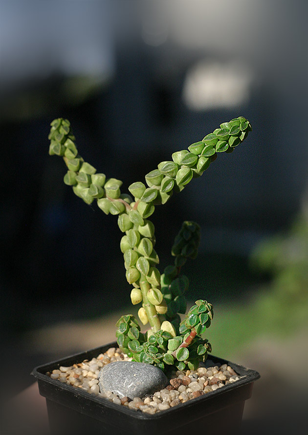 Peperomia columella_small.jpg