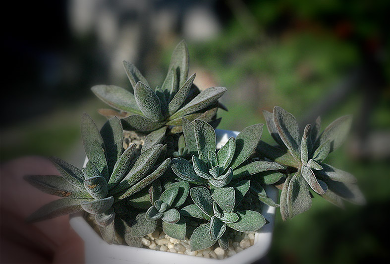 crassula_Crassula just_corderoyi_small.jpg
