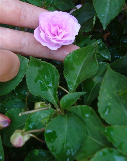 8862e4870c05[1].jpg