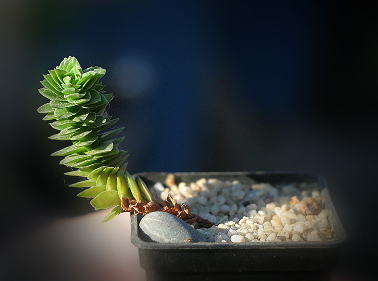 crassula_espaqnol_small.jpg