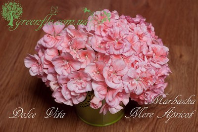Dolce Vita + Marbaska Mere Apricot_3.jpg