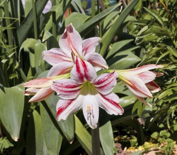 H. vitatum.jpg