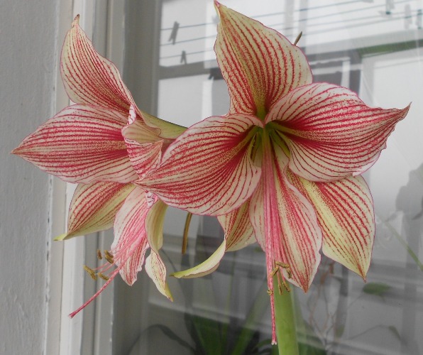 Exotic Star.JPG