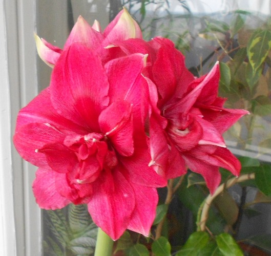 Pink Nimph.JPG
