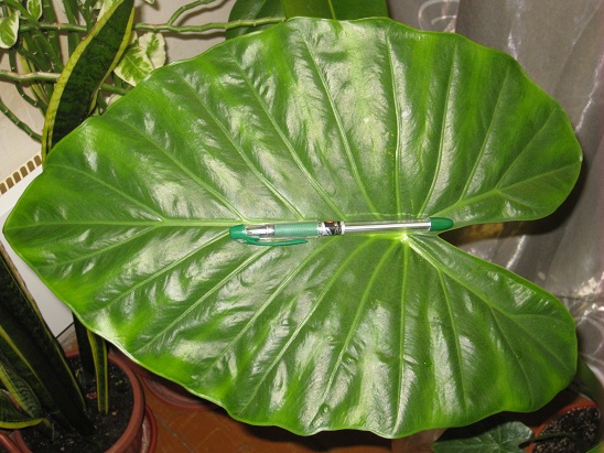 Алоказия крупнокорневая (Alocasia macrorrhizos) лист.jpg