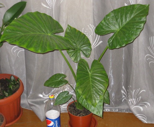 Алоказия крупнокорневая (Alocasia macrorrhizos).jpg