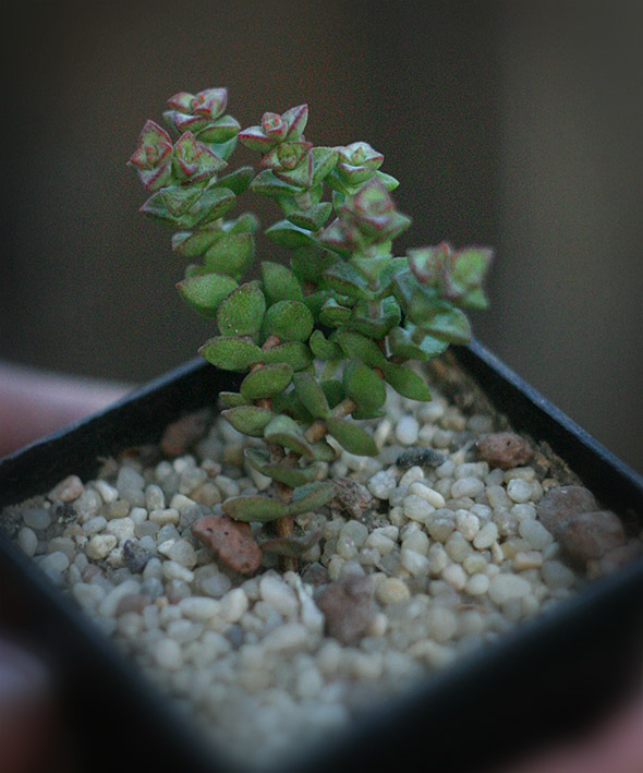 Crassula_rupestris_thomb_thumb_small.jpg