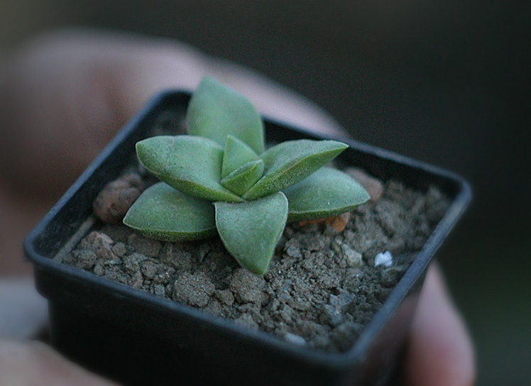 Crassula_spring_time_small.jpg