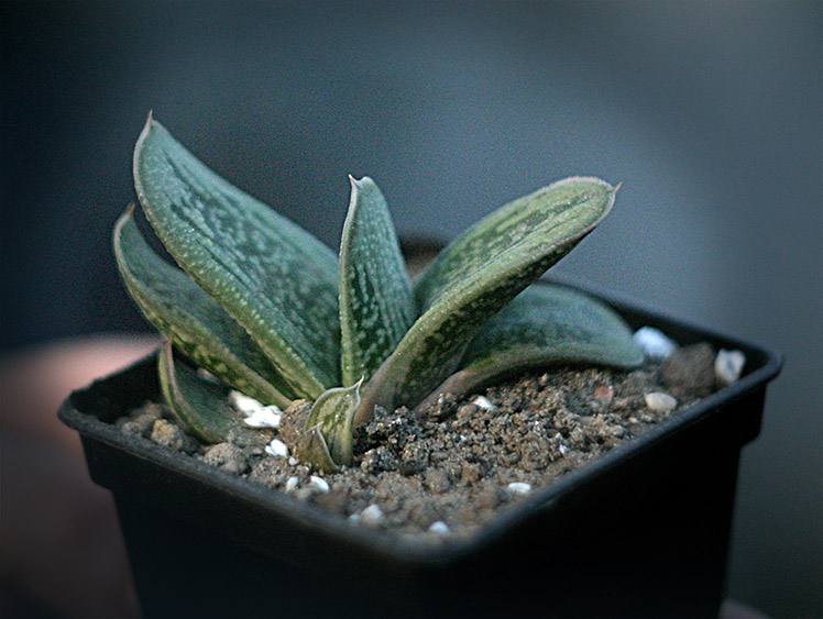 Gasteriya_noname_small.jpg
