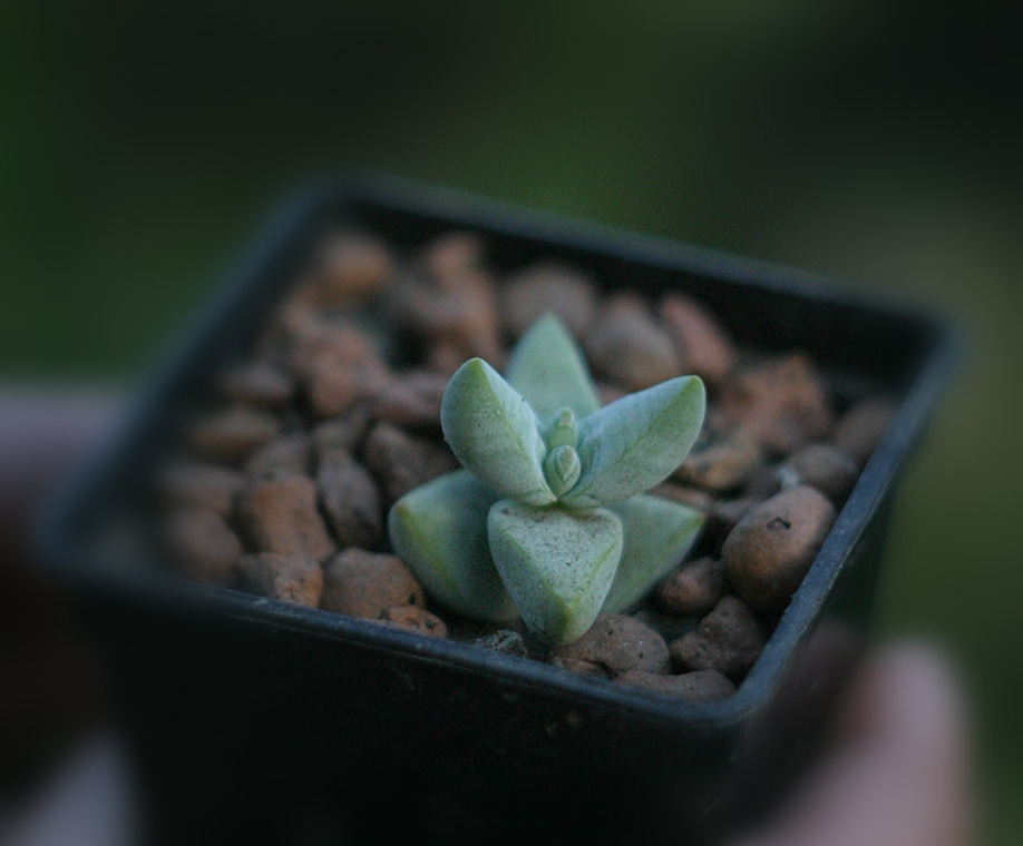 Crassula_gr_Bakery_small.jpg