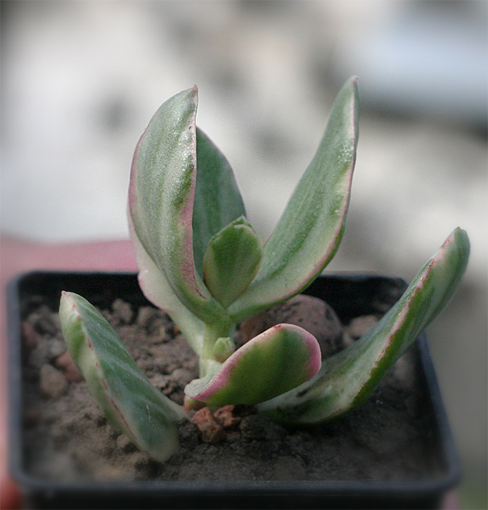 Crassula_ovata_tricolor_small.jpg