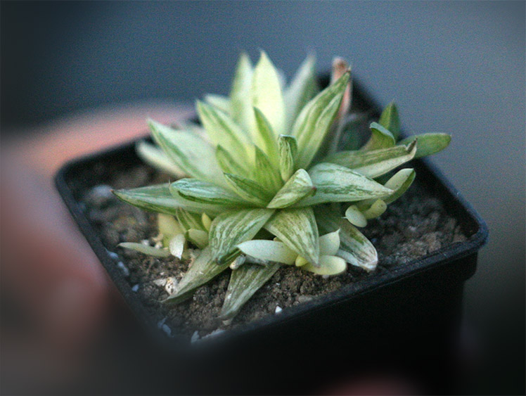 Havortiya_variegata_small.jpg