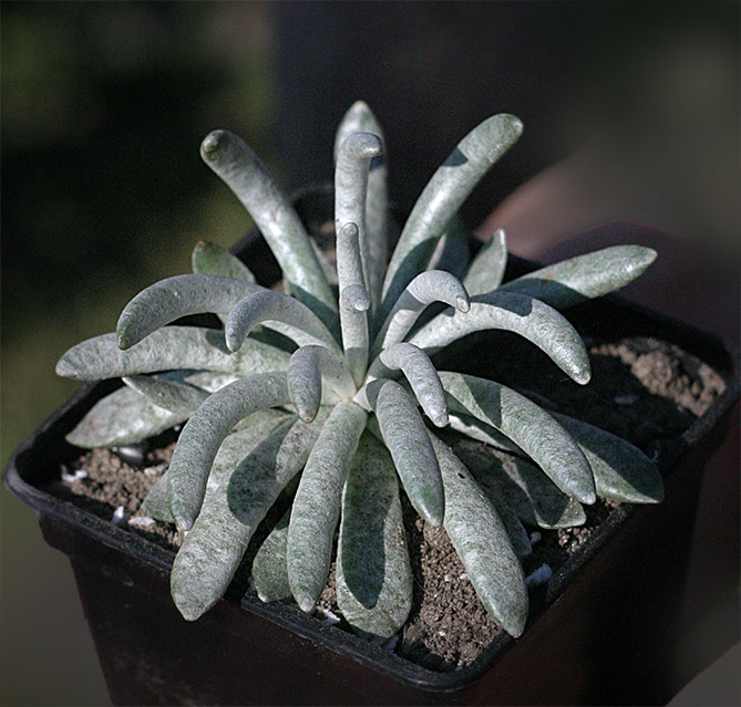 Senecio scaposus_small.jpg