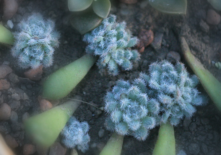 Echeveria setosa_small_01.jpg