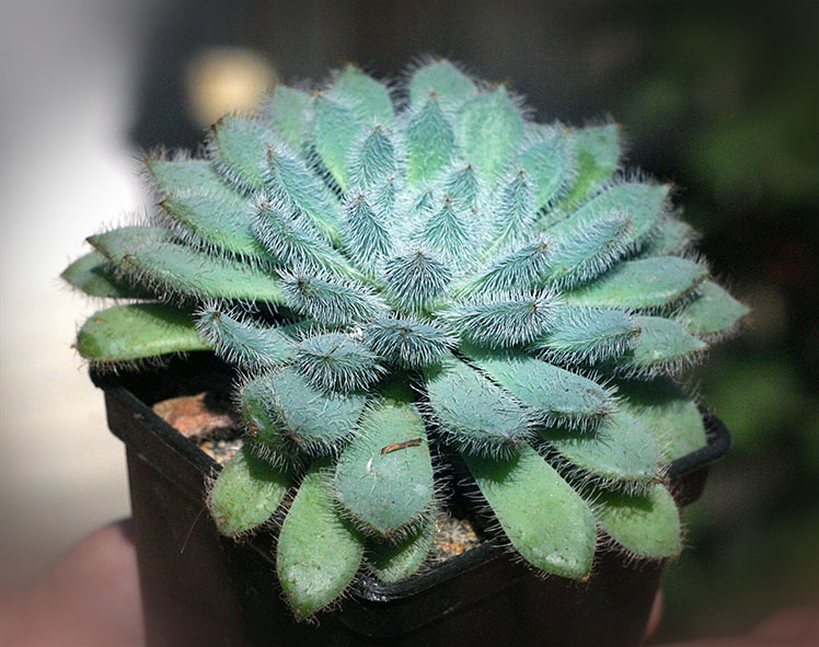 Echeveria setosa_small.jpg