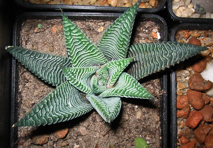 Hawortiya_l_striata_small.jpg