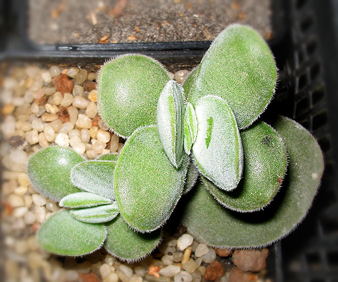 Crassula_cotiledonis_small.jpg