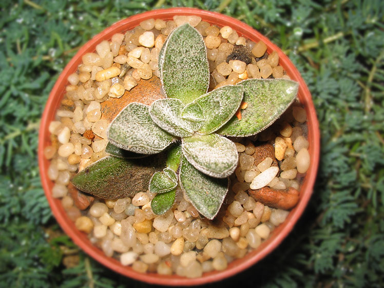 Crassula_j_corderoyi_small.jpg