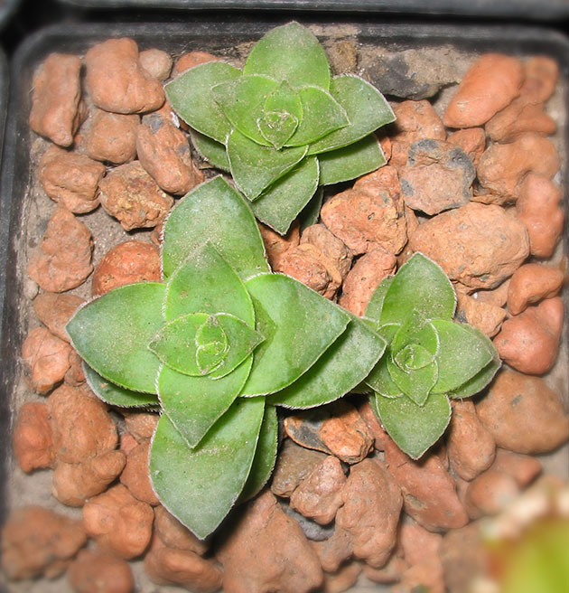 Crassula_lactea_small.jpg