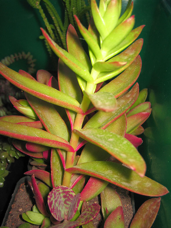 Crassula_erosula_kamp_fier.jpg