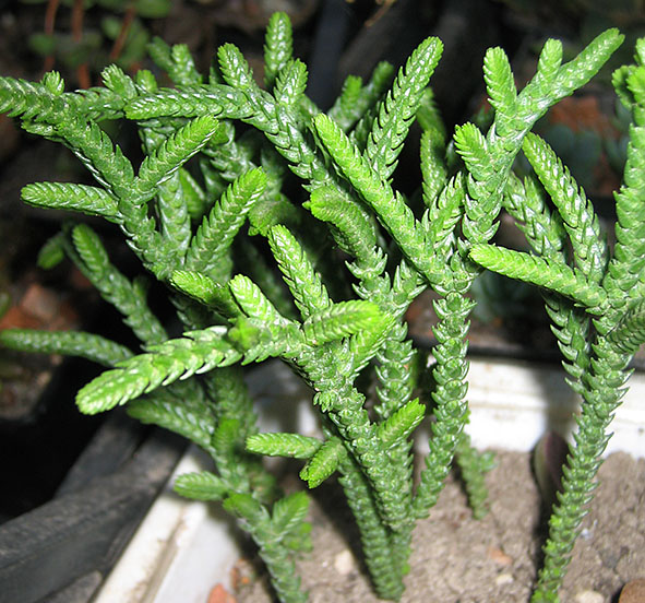 Crassula_lycopodioide_small.jpg