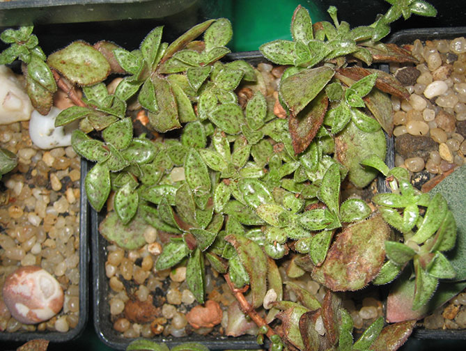 Crassula_picturata_small.jpg