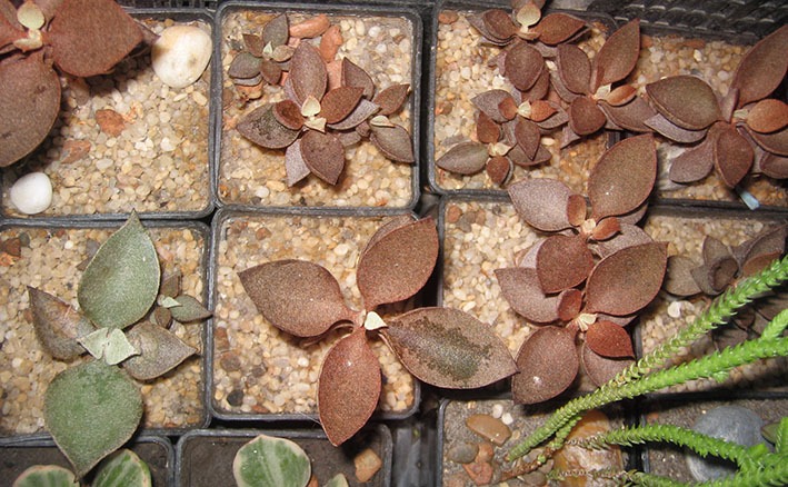 Kalanchoe orgyalis_small.jpg