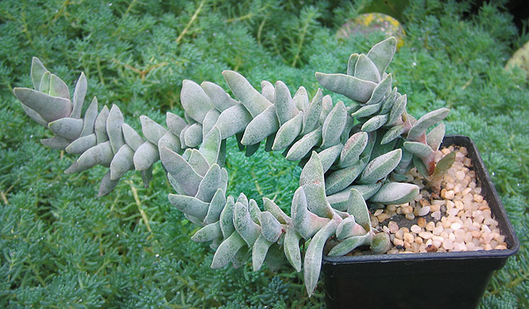 Crassula_perfoliata_var_minor_small.jpg