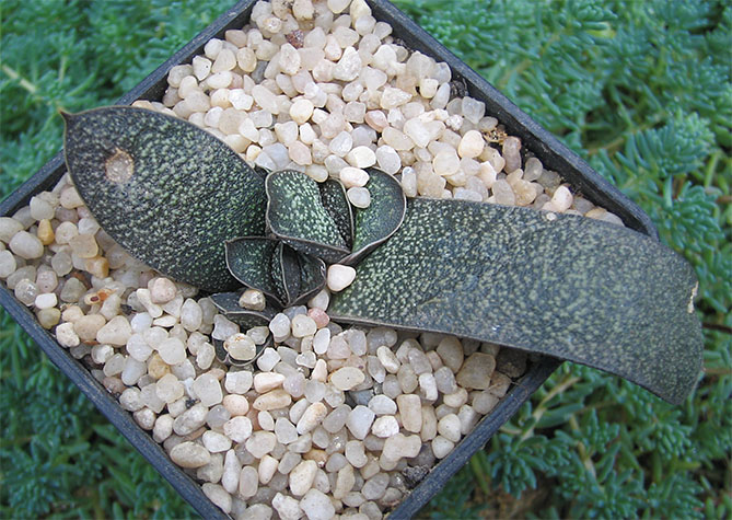 Gasteriya_Batesiana_s_hammer_small.jpg