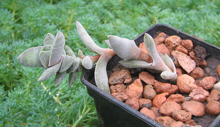 Crassula_perfoliata_var_minor_01_small.jpg