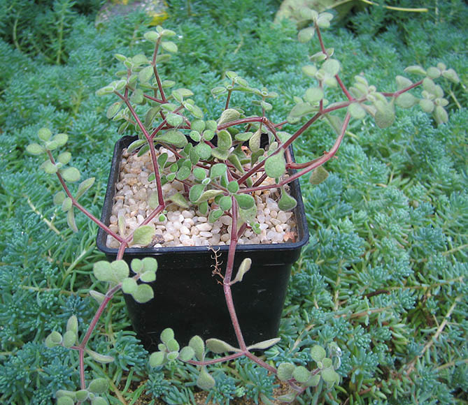 Crassula browniana_small.jpg