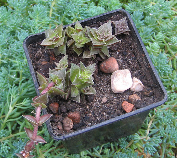 Crassula corymbulosa_small.jpg