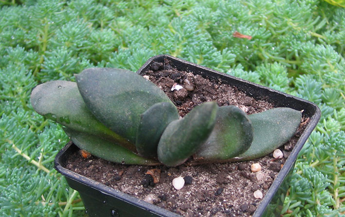 Gasteriya_noname_01_small.jpg