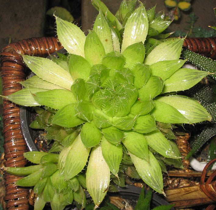 Havortiya_noname_01_small.jpg